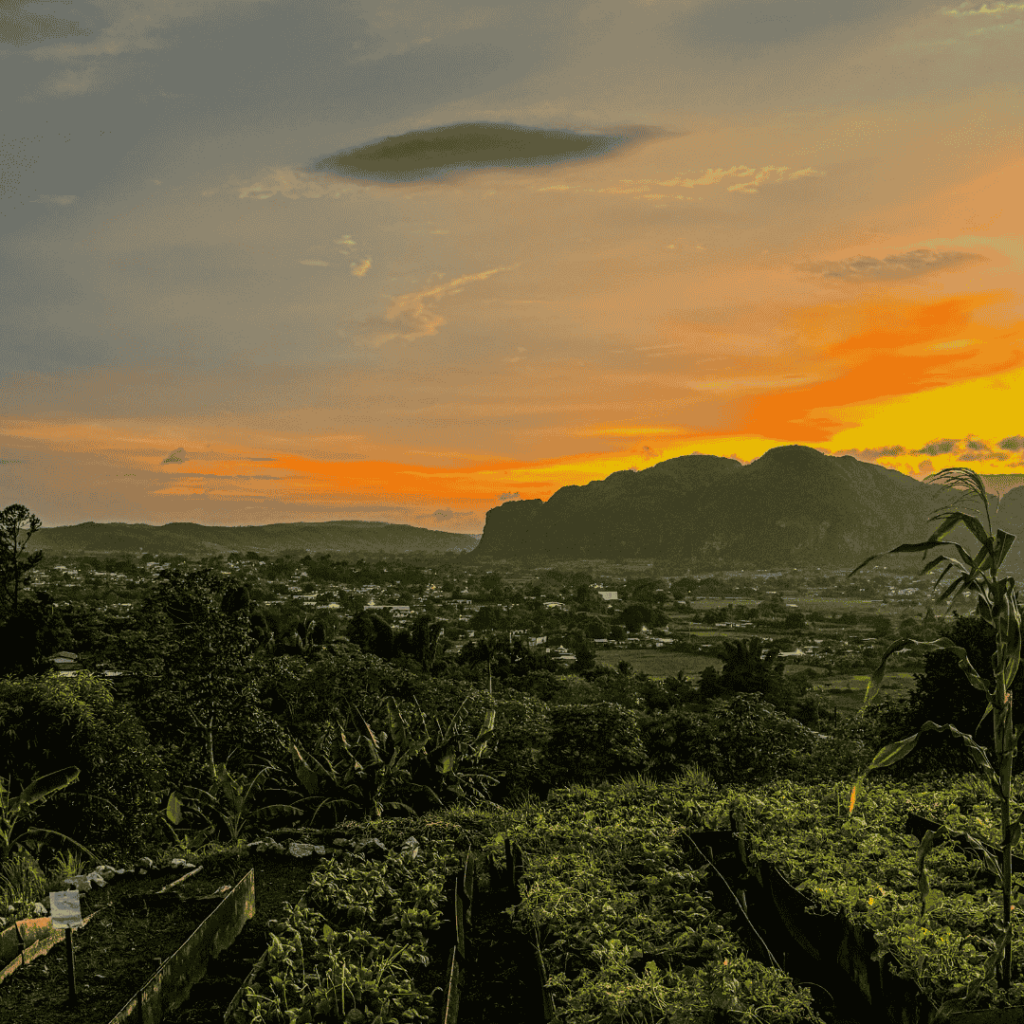 Tramonto su campi verdeggianti di Viñales, Cuba con file di colture in primo piano. Una catena montuosa lontana si staglia contro il cielo arancione vibrante, creando una scena pacifica.